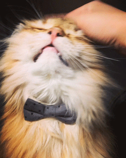 Head pats orange cat Gif