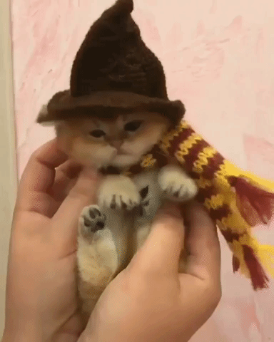 Kitten Wizard Cat gif