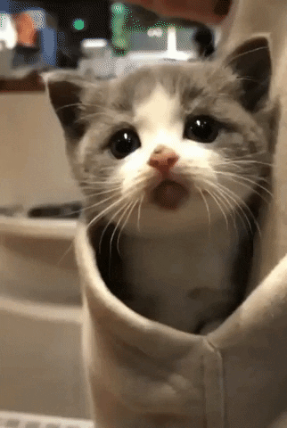 Sneaky Pocket Cat gif