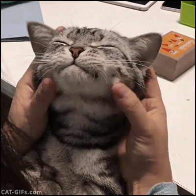 Squishy elastic cat cheeks Gif
