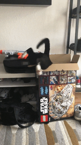 StarWars Box with Cat Stuck Inside